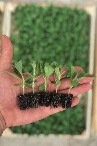 Şebboy Fidesi Deep Blue 10 Adet - 2