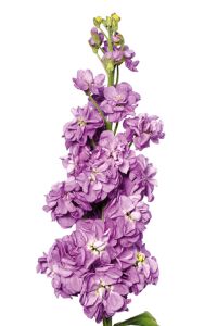 Şebboy Fidesi Lavender 10 Adet  - 1