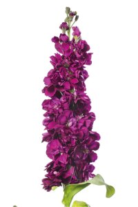 Şebboy Fidesi Purple 10 Adet - 1