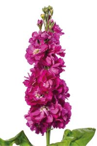 Şebboy Fidesi Rose 10 Adet  - 1