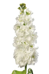 Şebboy Fidesi White 10 Adet - 1