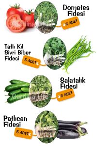 Sebze Fide Seti Domates - Salatalık - Biber - Patlıcan 20 Adet - 1