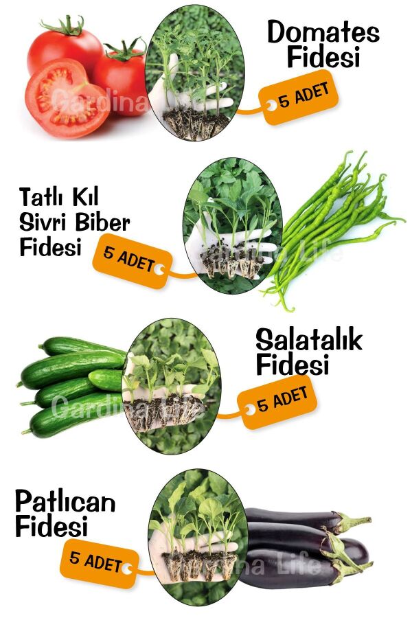 Sebze Fide Seti Domates - Salatalık - Biber - Patlıcan 20 Adet - 1