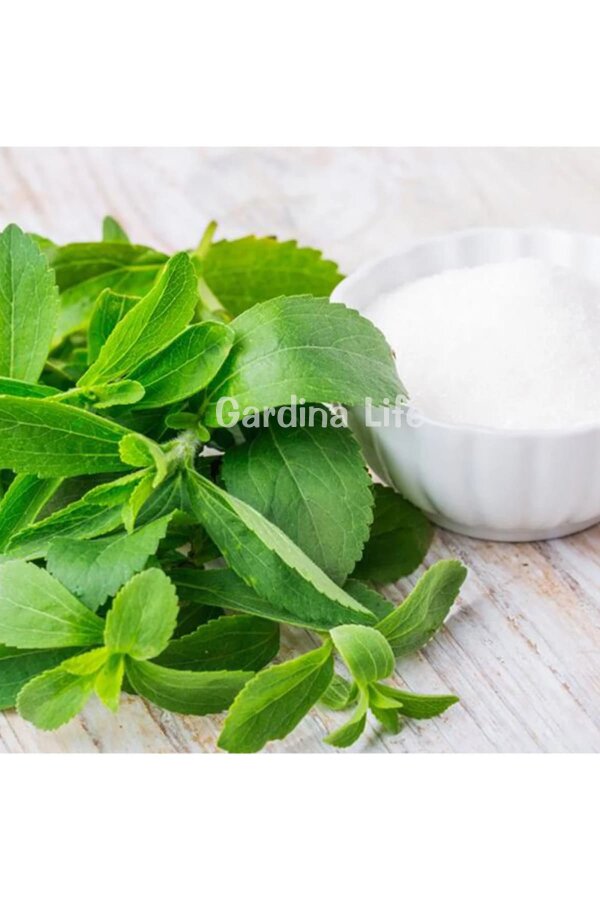 Şeker Otu Fidesi  ( Stevia Rebaudiana ) - 1