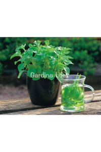 Şeker Otu Fidesi  ( Stevia Rebaudiana ) - 2