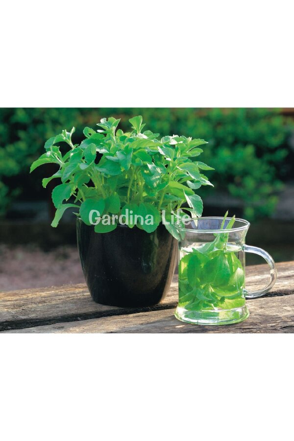 Şeker Otu Fidesi  ( Stevia Rebaudiana ) - 2