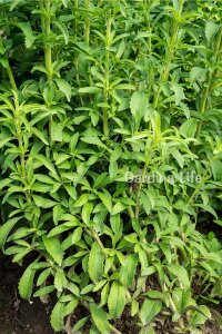Şeker Otu Fidesi  ( Stevia Rebaudiana ) - 3