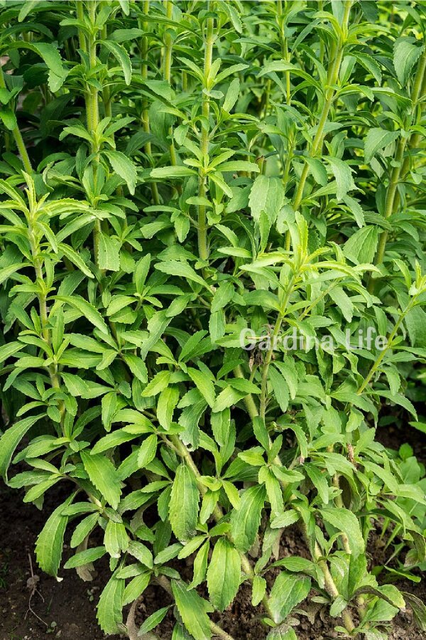 Şeker Otu Fidesi  ( Stevia Rebaudiana ) - 3