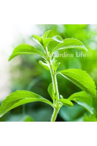 Şeker Otu Fidesi  ( Stevia Rebaudiana ) - 4