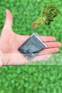 Semizotu Tohumu 25 Gr. 40.000 Tohum - 2