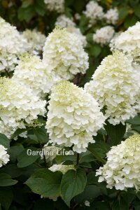 Silver Dollar Ortanca Fidanı  ( Hydrangea Paniculata ) - 1