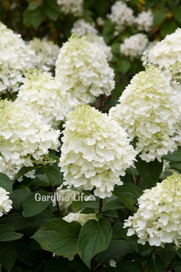 Silver Dollar Ortanca Fidanı  ( Hydrangea Paniculata ) - 1