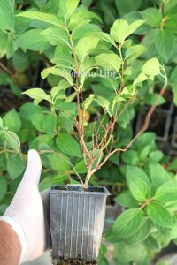 Silver Dollar Ortanca Fidanı  ( Hydrangea Paniculata ) - 2