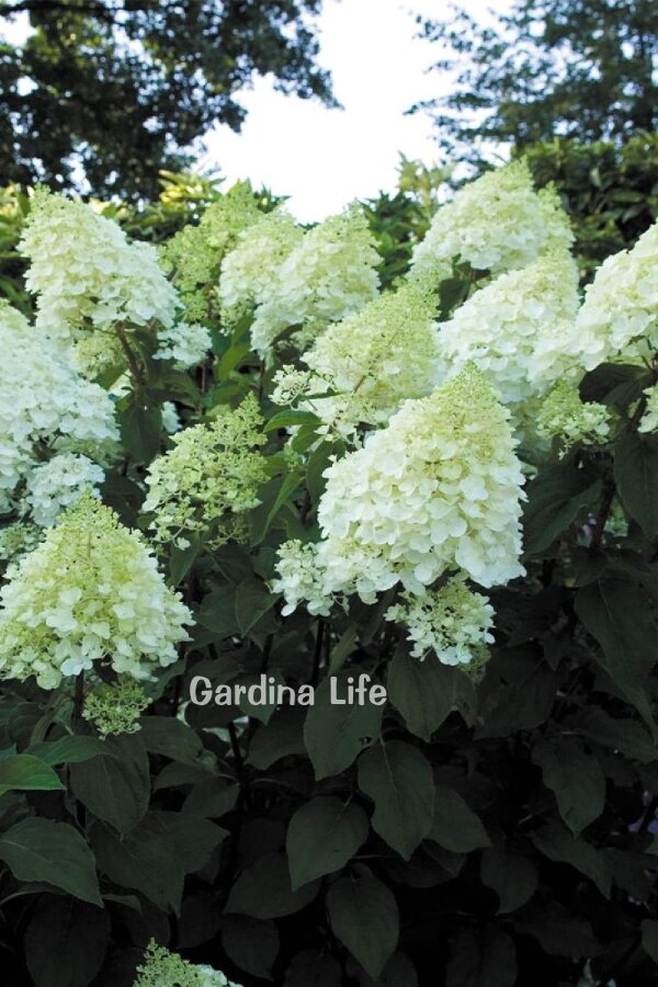 Silver Dollar Ortanca Fidanı  ( Hydrangea Paniculata ) - 3