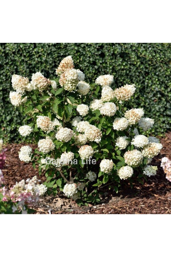 Silver Dollar Ortanca Fidanı  ( Hydrangea Paniculata ) - 4