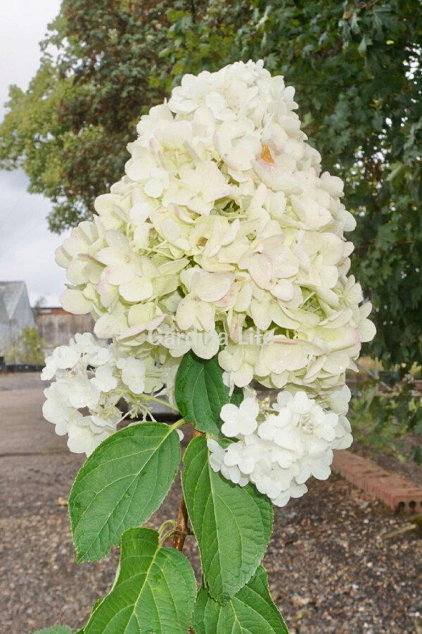 Silver Dollar Ortanca Fidanı  ( Hydrangea Paniculata ) - 5