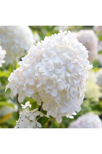 Silver Dollar Ortanca Fidanı  ( Hydrangea Paniculata ) - 6