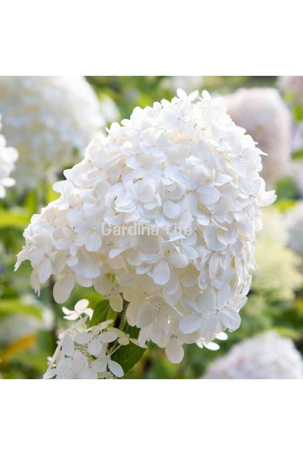 Silver Dollar Ortanca Fidanı  ( Hydrangea Paniculata ) - 6