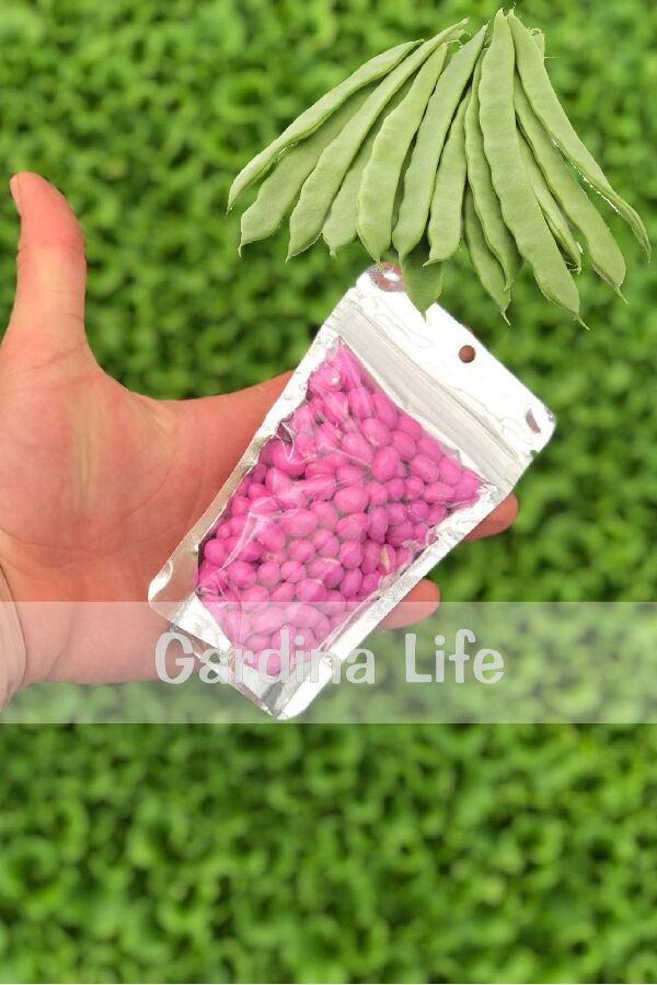 Sırık Taze Fasulye Tohumu 100 gram ( Çalı Fasulye ) - 2