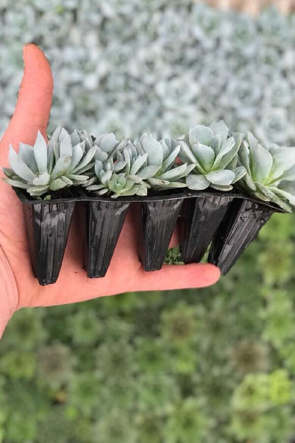 Sukulent Fidesi  Echeveria