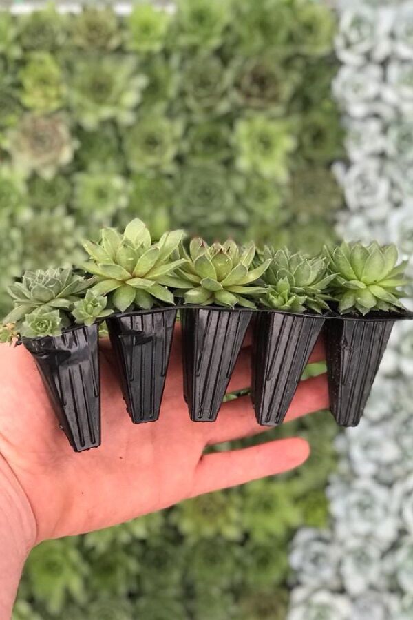 Sukulent Fidesi  Sempervivum