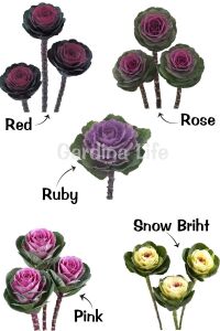 Süs Lahanası Fidesi ( Brassica ) 10 Adet Mıx - 1