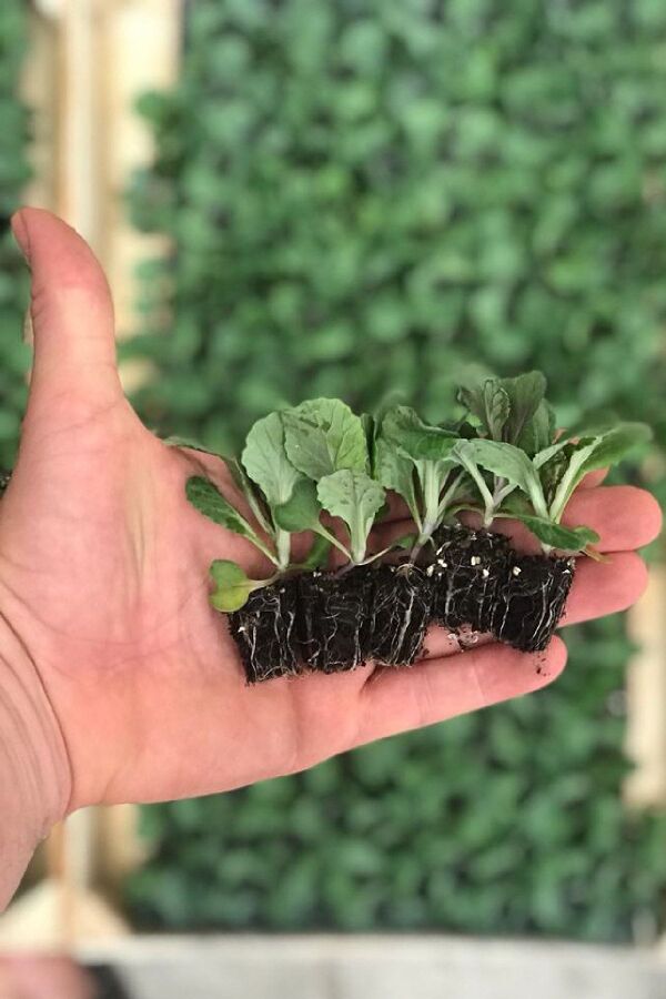 Süs Lahanası Fidesi ( Brassica ) 10 Adet Mıx - 2