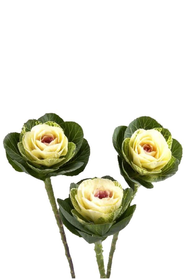 Süs Lahanası Fidesi ( Brassica ) 10 Adet Mıx - 5
