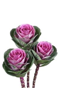 Süs Lahanası Fidesi ( Brassica ) 10 Adet Pink - 1
