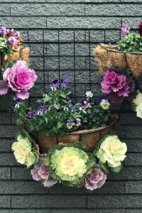 Süs Lahanası Fidesi ( Brassica ) 10 Adet Pink - 4