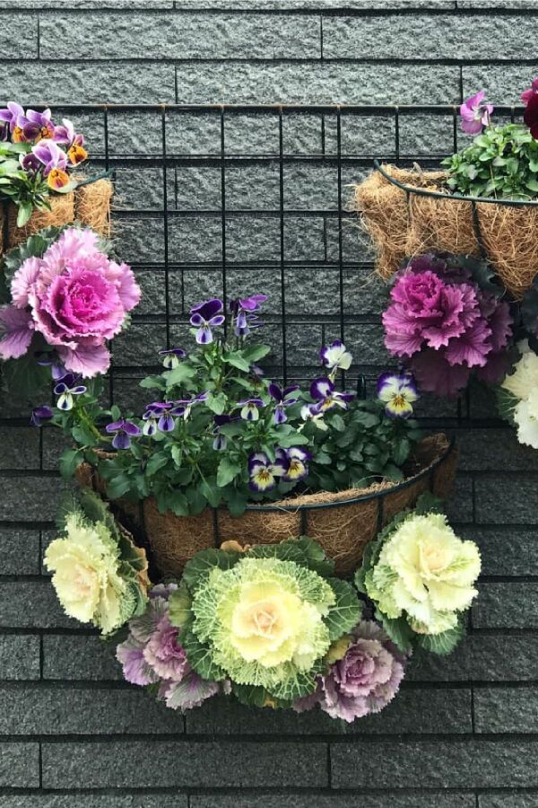 Süs Lahanası Fidesi ( Brassica ) 10 Adet Pink - 4