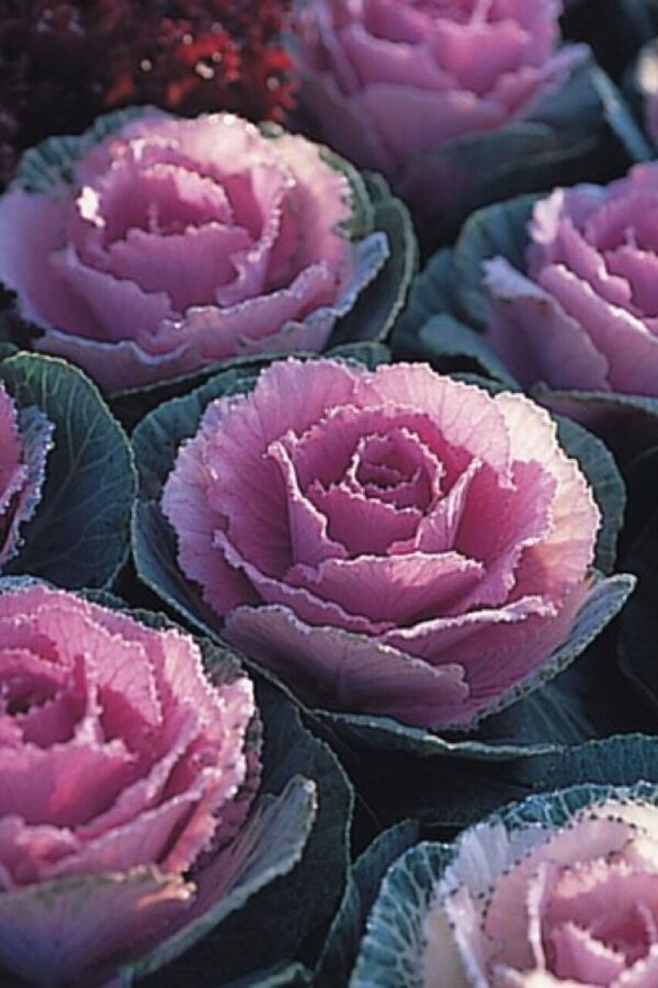 Süs Lahanası Fidesi ( Brassica ) 10 Adet Pink - 5