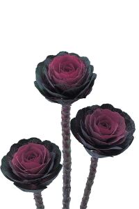 Süs Lahanası Fidesi ( Brassica ) 10 Adet Red - 1