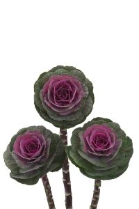 Süs Lahanası Fidesi ( Brassica ) 10 Adet Rose - 1