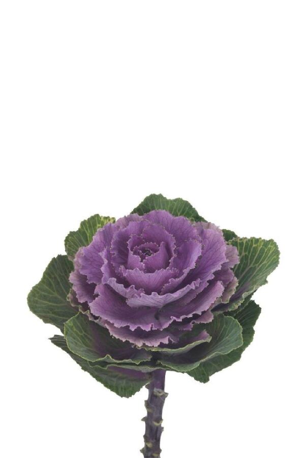 Süs Lahanası Fidesi ( Brassica ) 10 Adet Ruby - 1
