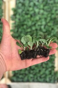 Süs Lahanası Fidesi ( Brassica ) 10 Adet Ruby - 2