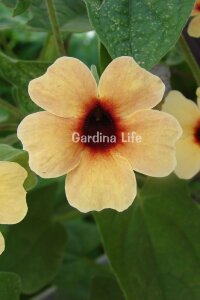 Suzan Sarmaşığı Fide Seti 4 Adet ( Thunbergia alata ) - 5