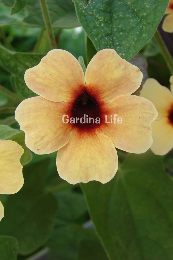 Suzan Sarmaşığı Fide Seti 4 Adet ( Thunbergia alata ) - 5