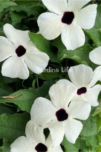 Suzan Sarmaşığı Fide Seti 4 Adet ( Thunbergia alata ) - 6