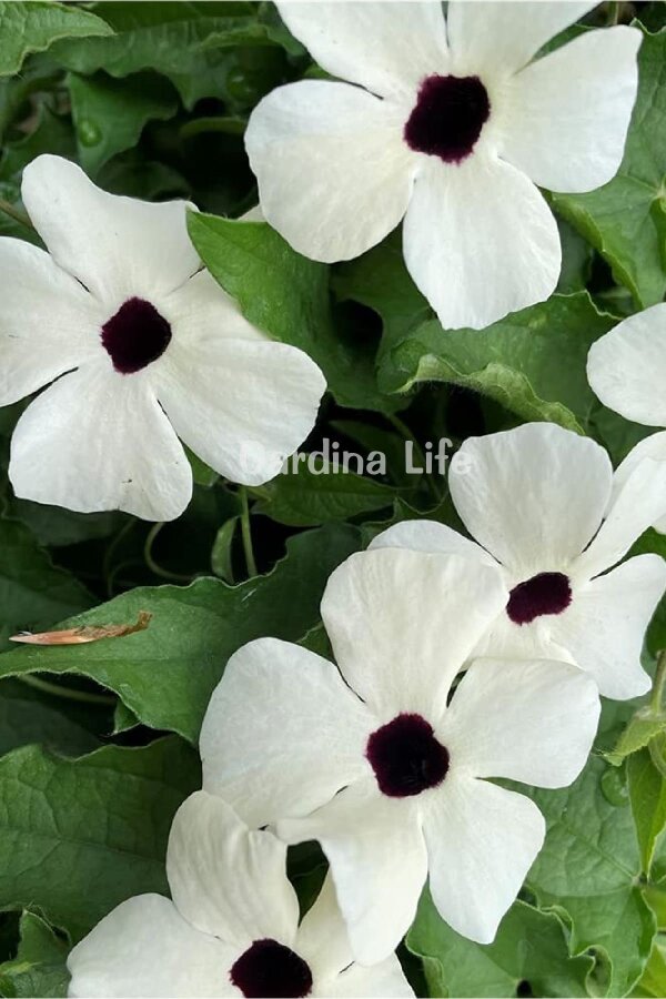 Suzan Sarmaşığı Fide Seti 4 Adet ( Thunbergia alata ) - 6