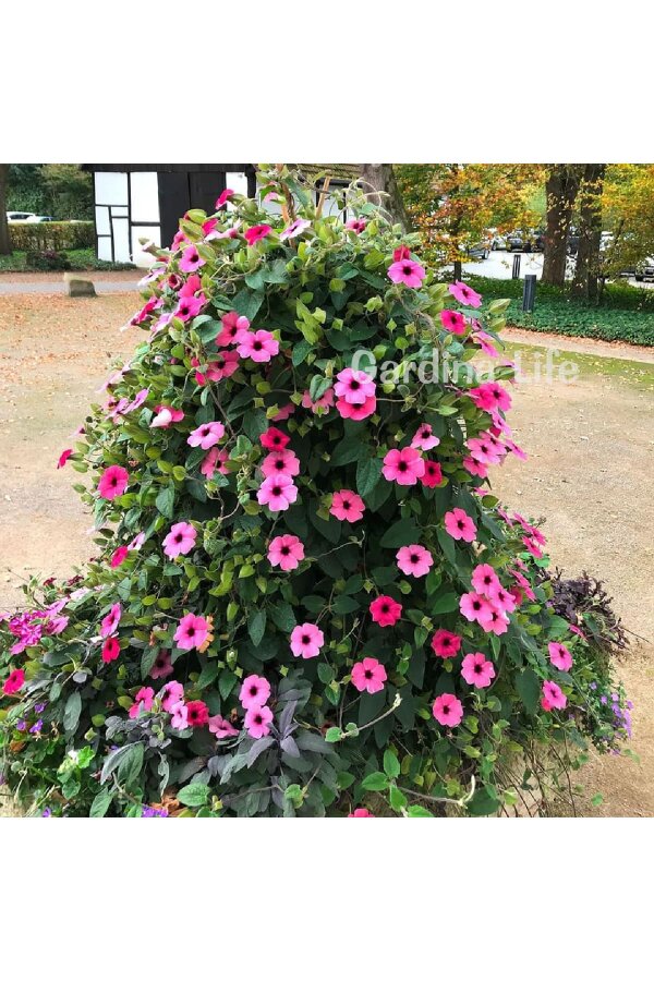 Suzan Sarmaşığı Fide Seti 4 Adet ( Thunbergia alata ) - 7