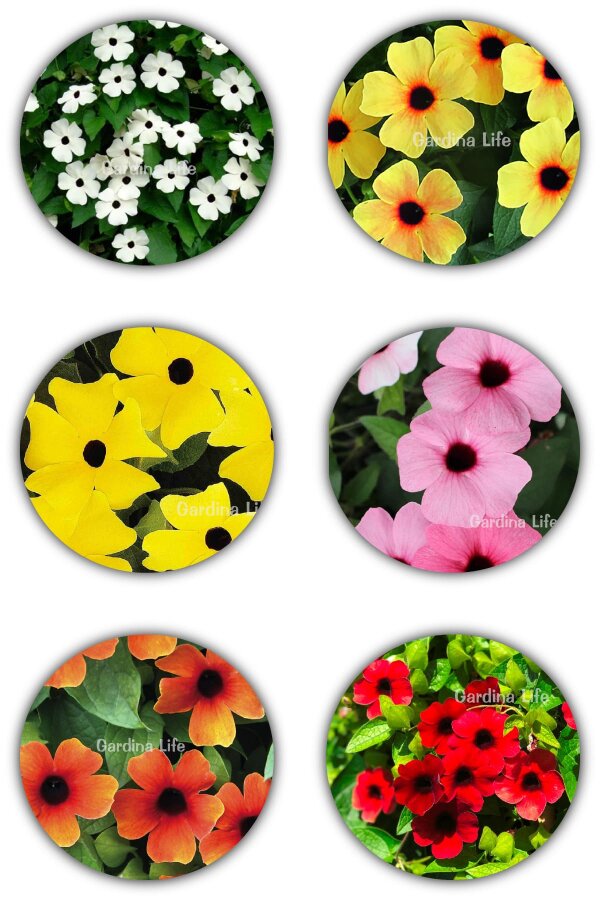 Suzan Sarmaşığı Fide Seti 4 Adet ( Thunbergia alata ) - 1