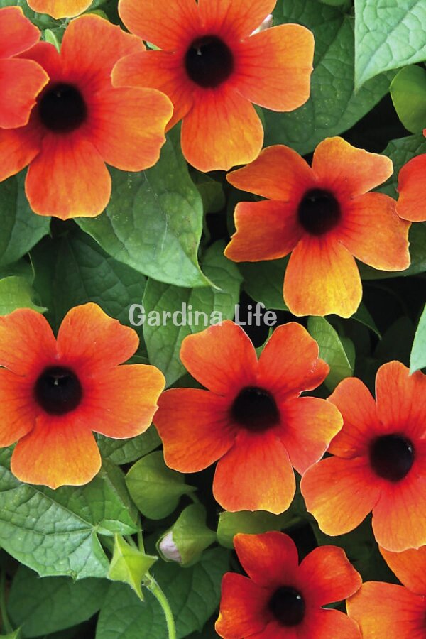 Suzan Sarmaşığı Fide Seti 4 Adet ( Thunbergia alata ) - 4
