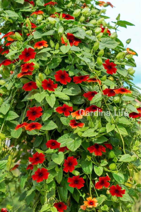 Suzan Sarmaşığı Fidesi Cherry  ( Thunbergia alata ) - 1