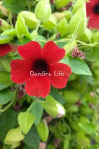 Suzan Sarmaşığı Fidesi Cherry  ( Thunbergia alata ) - 2
