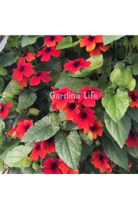 Suzan Sarmaşığı Fidesi Cherry  ( Thunbergia alata ) - 3
