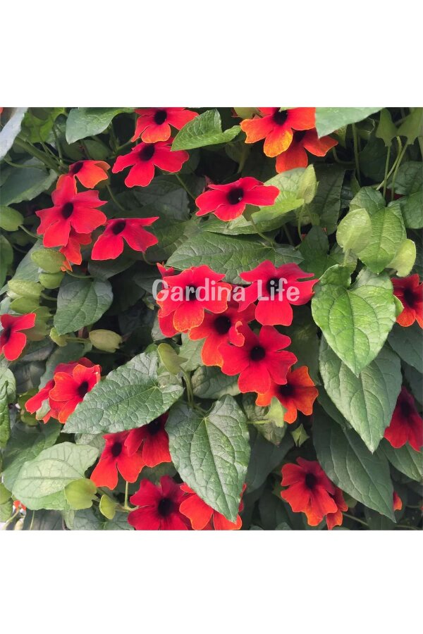 Suzan Sarmaşığı Fidesi Cherry  ( Thunbergia alata ) - 3