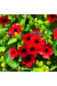 Suzan Sarmaşığı Fidesi Cherry  ( Thunbergia alata ) - 4