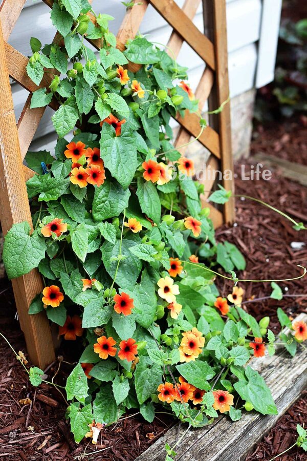 Suzan Sarmaşığı Fidesi Glow  ( Thunbergia alata ) - 2