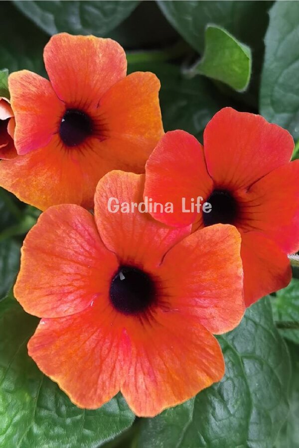 Suzan Sarmaşığı Fidesi Glow  ( Thunbergia alata ) - 3